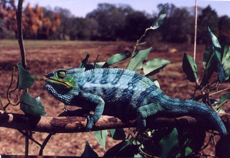 chameleon1-walking on branch.jpg