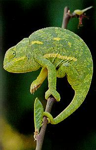 Chameleon9.jpg