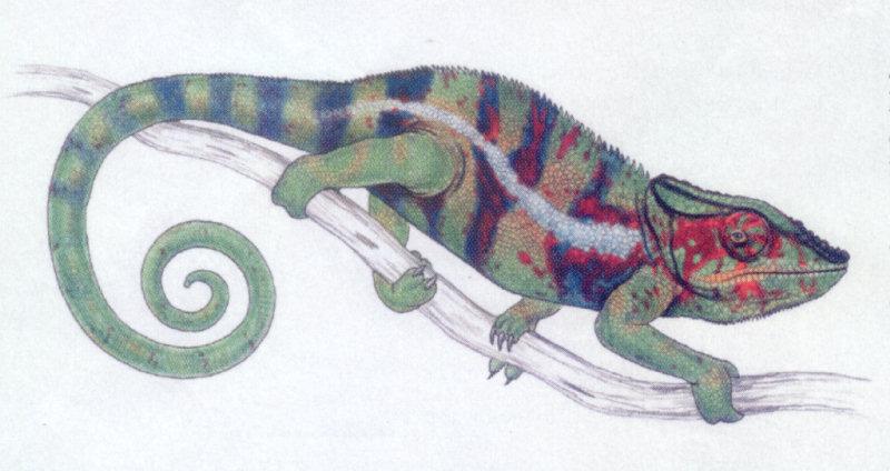 lj Stephen Nash Madagascar Chameleon.jpg