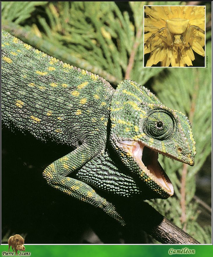 PO wl 007 cameleon.jpg