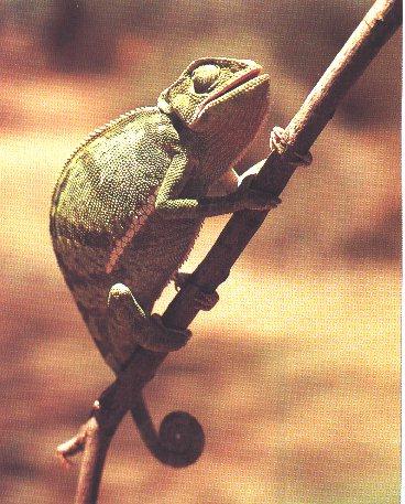 Common Chameleon-Hanging Tree.jpg