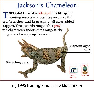 DKMMNature-Reptile-Jackson\'s Chameleon.gif