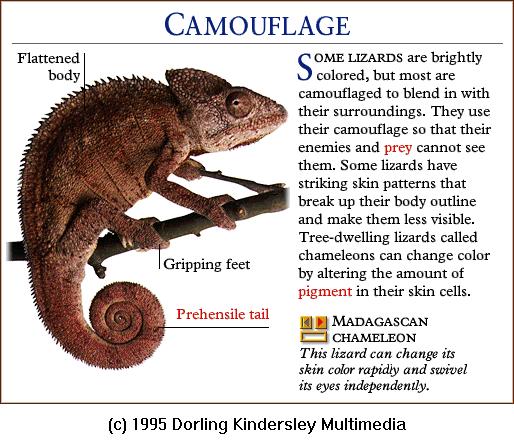 DKMMNature-Reptile-Madagascan Chameleon.gif