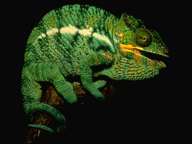 S095198-Panther Chameleon on branch-closeup.jpg