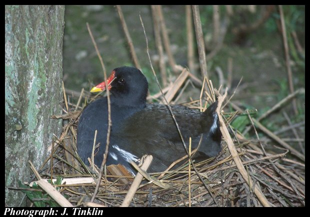 JT01413-Common Moorhen-sitting on nest.jpg