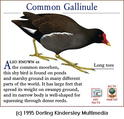 DKMMNature-Bird-Common Gallinule.gif