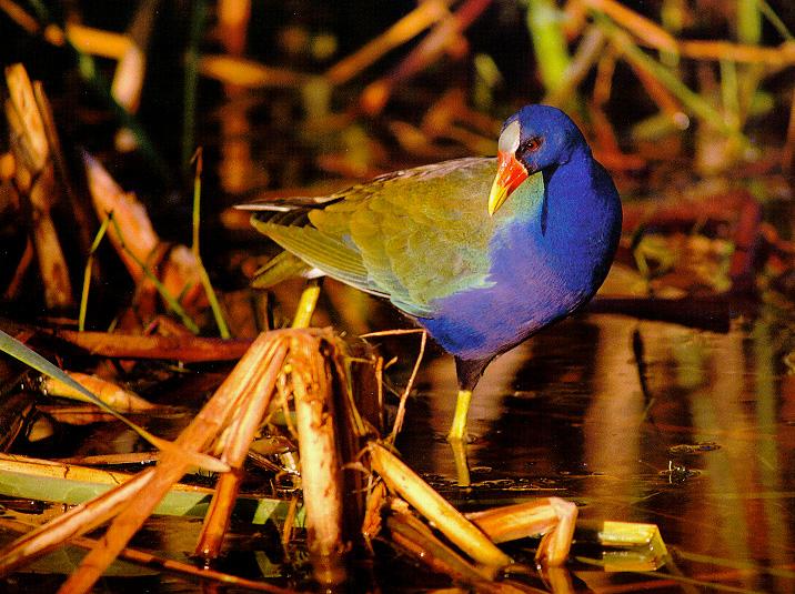 Purple Gallinule 01-Standing in swamp.jpg