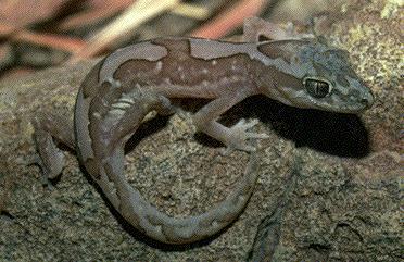 gecko-a On Rock.jpg