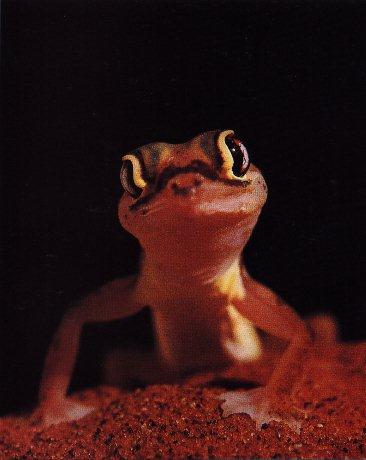Gecko-Face Closeup.jpg