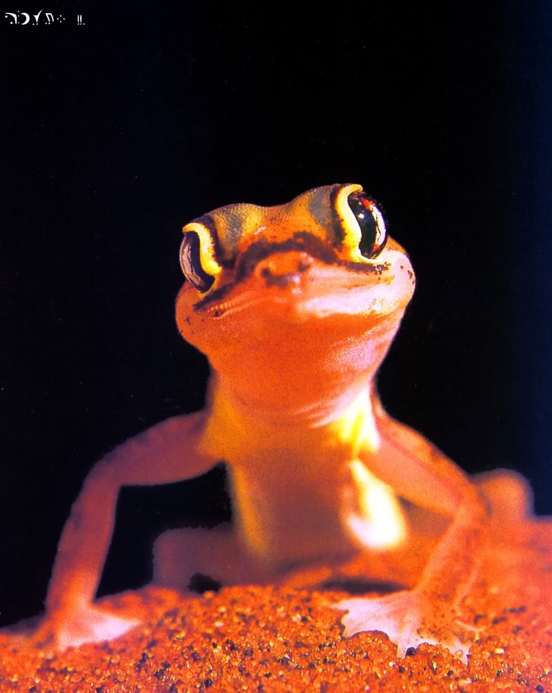 Gecko-odd face closeup.jpg