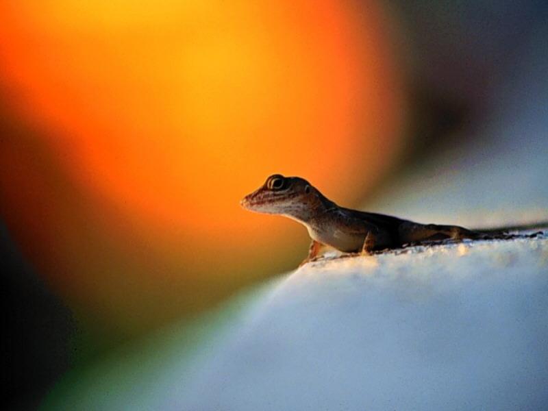 Salamander.jpg
