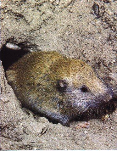 Western Pocket Gopher-Just Out Of Home.jpg