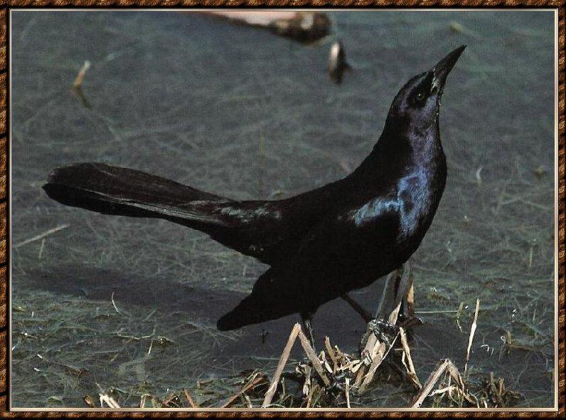 Boat-tailed Grackle 01-Blackbird in Swamp.jpg