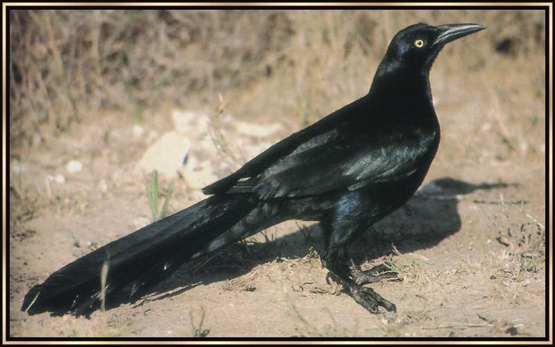 Great-tailed Grackle 01-Blackbird on the Ground.jpg