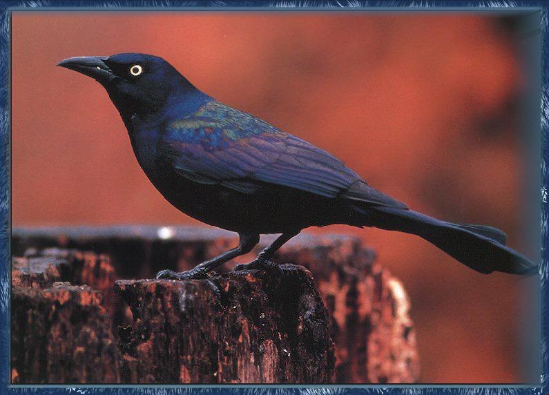 Common Grackle 01-Glossy BlackBird-Male on Log.jpg