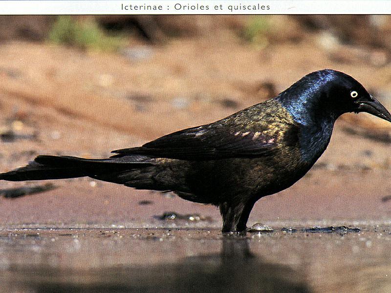Ds-Oiseau 019-Common Grackle-standing in water.jpg
