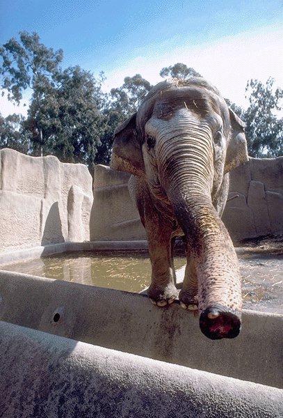 09350044-Asian Elephant-Nose Closeup.jpg