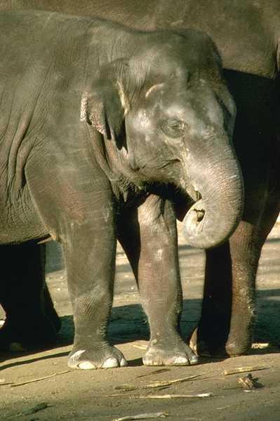 Asian elephant-baby-closeup.jpg