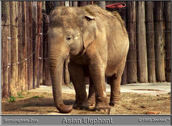 Asian Elephant Birmingham Zoo.jpg