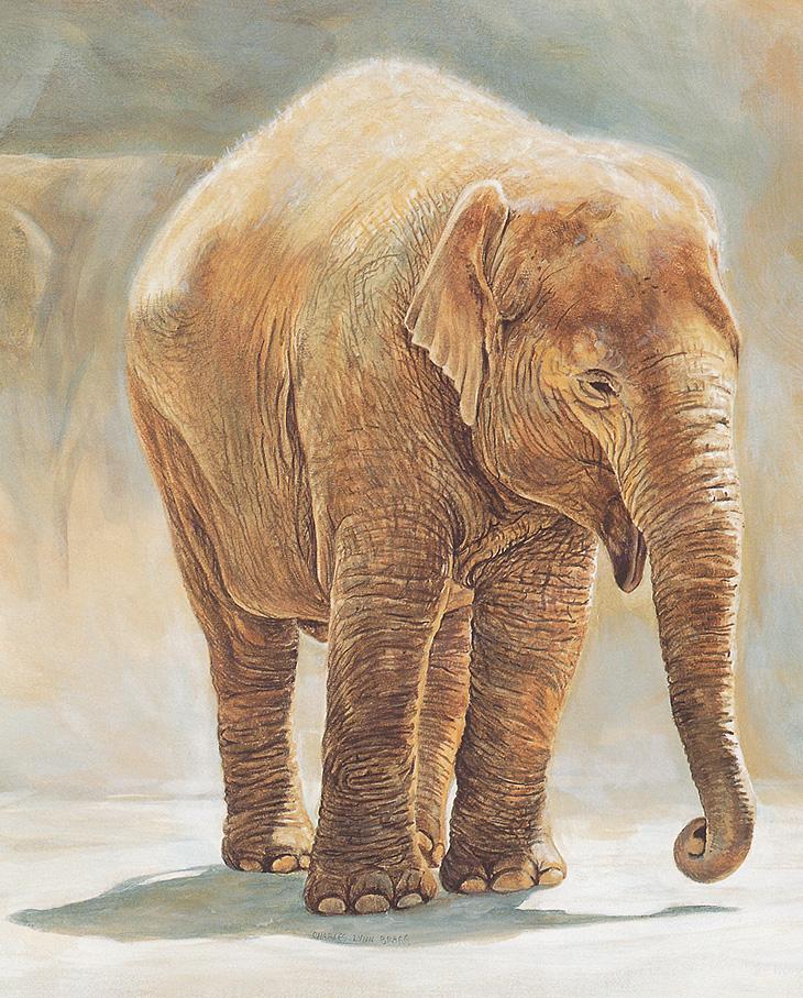 bs-Charles Lynn Bragg-Baby Indian Elephant.jpg