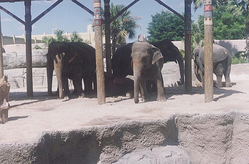 elephants-zoo1.jpg