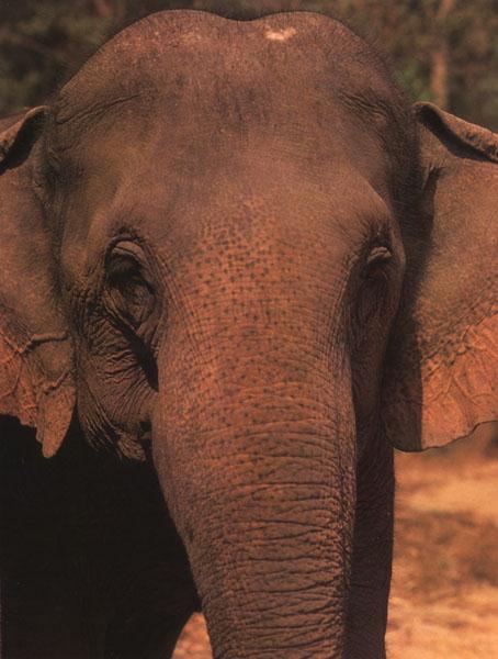 elip12-Asian Elephant-Face Closeup.jpg