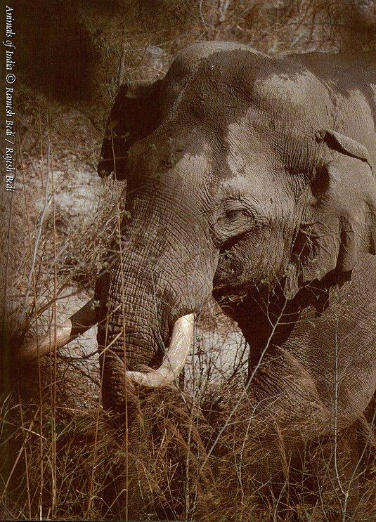 india elephant.jpg