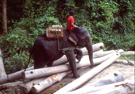 Thailand1068-Asian Elephant-At Work.jpg