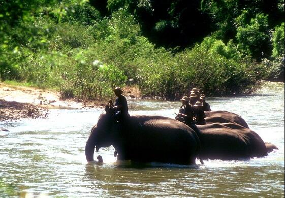 Thailand1069-Asian Elephants-Crossing River.jpg