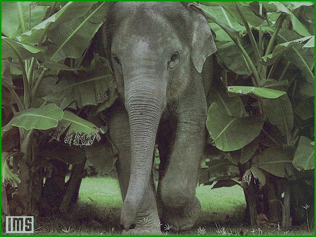 wild04 i-Asian Elephant-Out of jungle.jpg