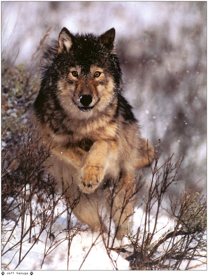 f Wolfsong99 01 Jeff-Vanuga.jpg