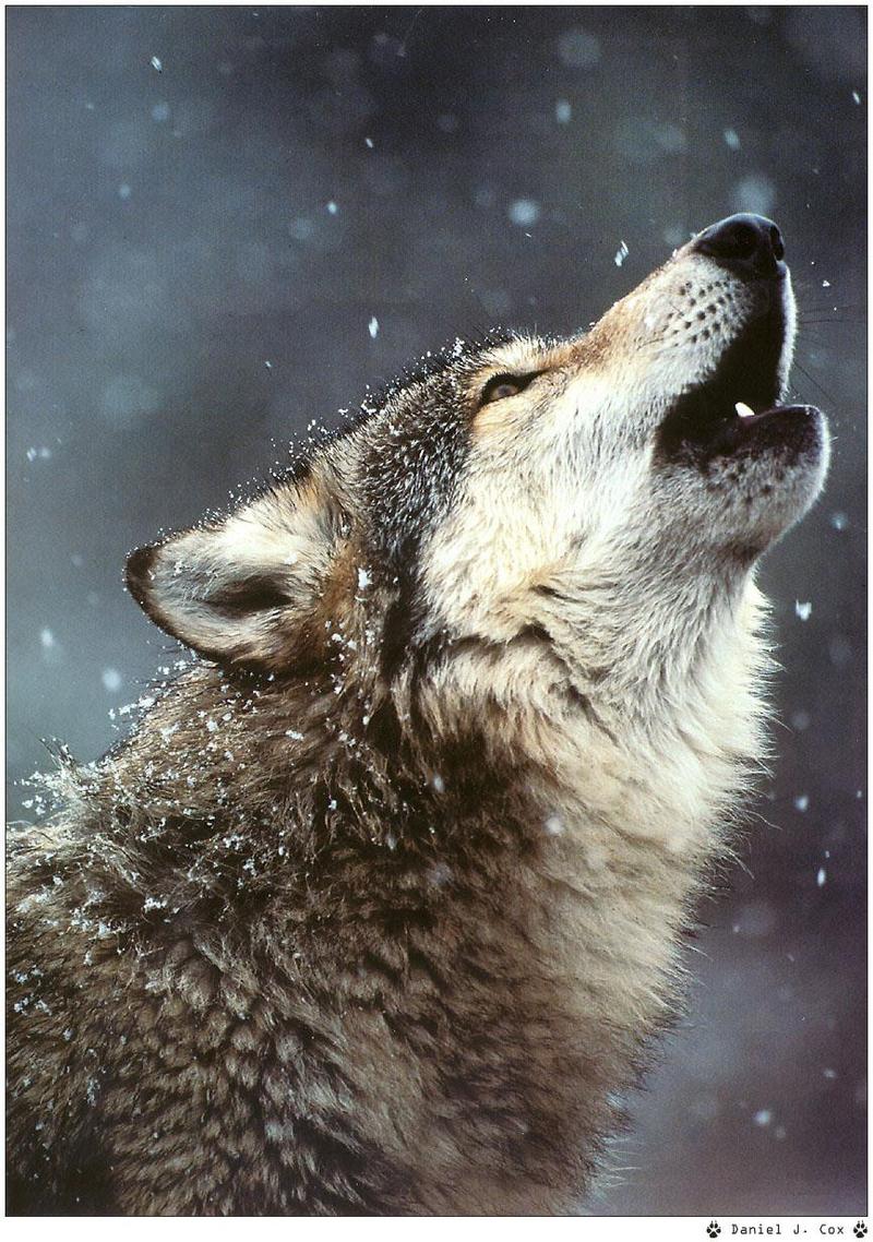 f Wolfsong99 08 Daniel-J-Cox.jpg