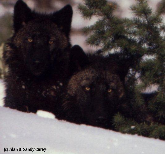 2 Young Black Timber Wolves Snow.jpg