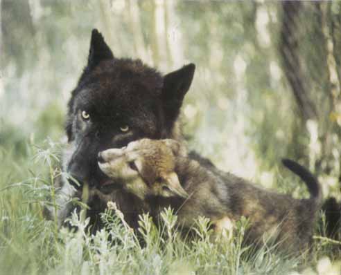 babywolf-Gray Wolf-mom and baby.jpg