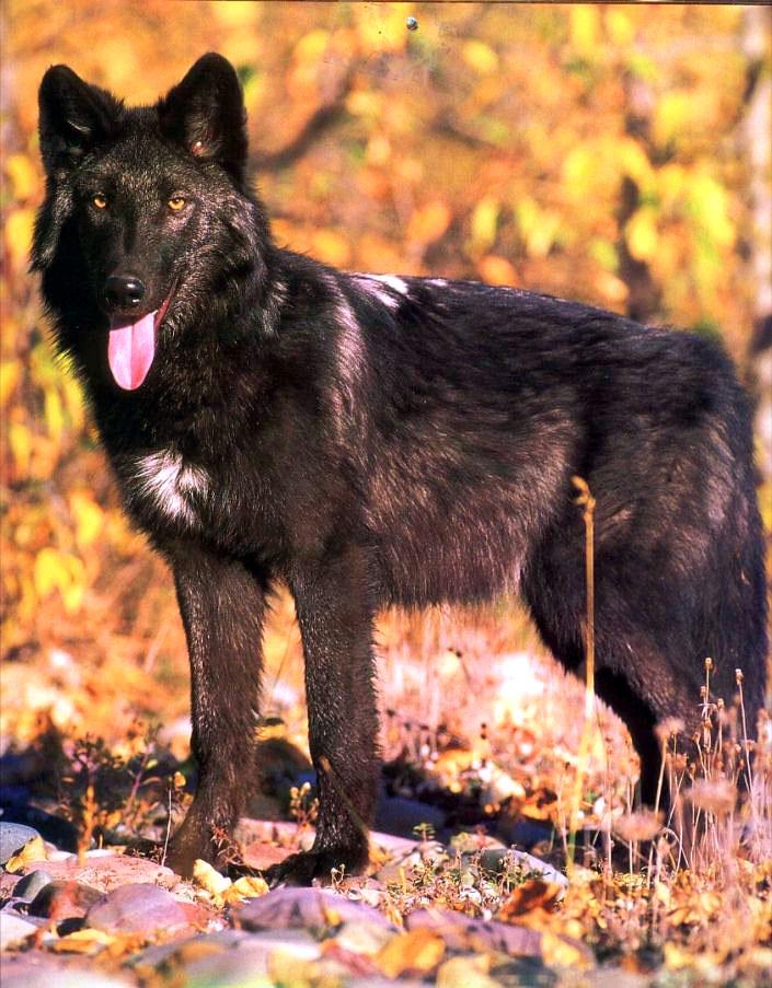 blackie1-Gray Wolf-black furred-portrait.jpg