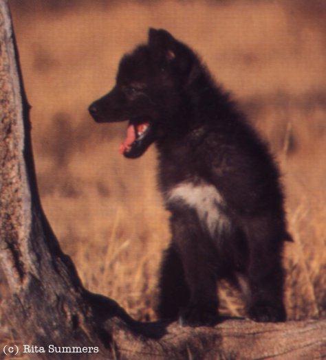 Black Wolf 01-Gray Wolf-black furred baby.jpg