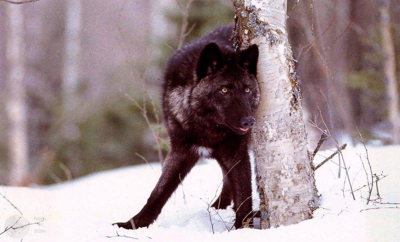 dwwolf25-Gray Wolf-Black Fur-by snow tree.jpg