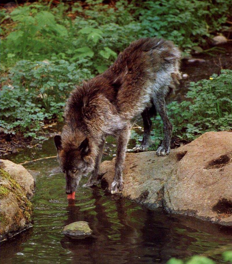 dwwolf27-Gray Wolf-Black Fur-lapping water.jpg