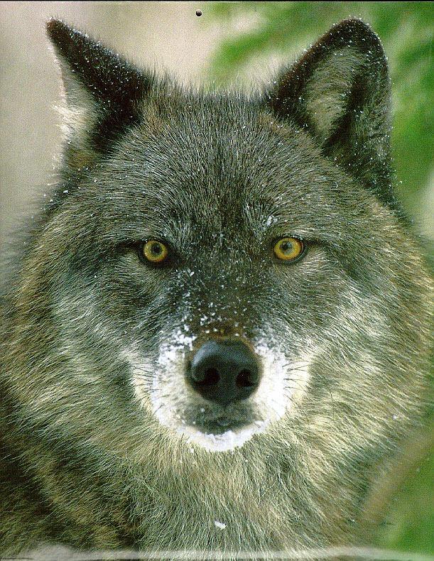Gray wolf029-half black-face closeup.jpg