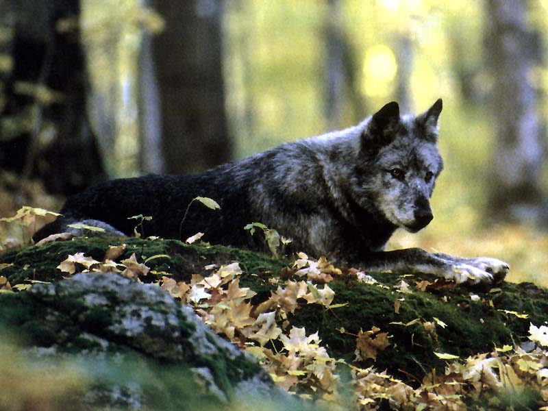 Gray wolf-pausing-resting on rock.JPG