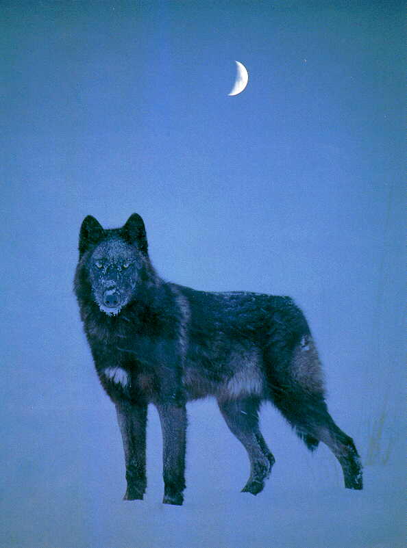 Gray Wolf am-Black Fur-Under Half Moon.jpg