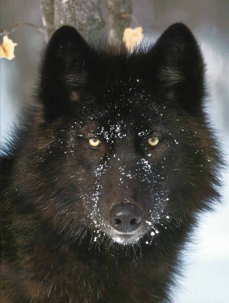 Gray Wolf-05 Black Fur-Face Closeup.jpg