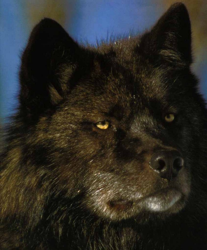 Gray Wolf-17 Black Fur-Face Closeup.jpg