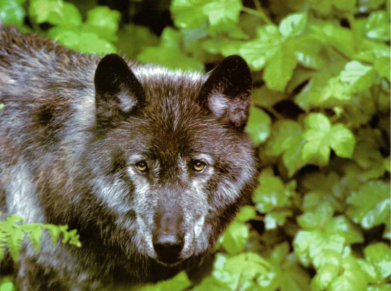Gray Wolf-20 Black Fur-In Forest.jpg