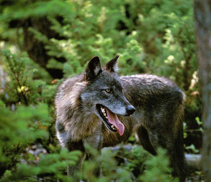 Gray Wolf-22 Black Fur-In Forest.jpg