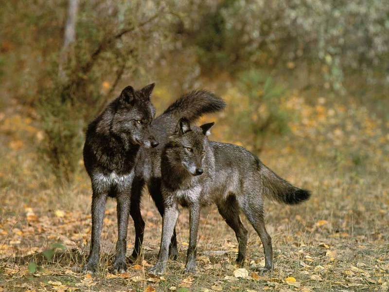 Gray Wolf-24 2 Black Furs.jpg