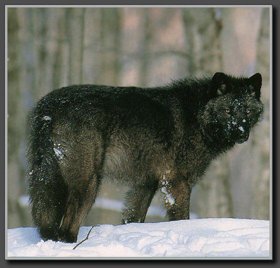 Grey Wolf 01-Black Coat-In Snow.jpg