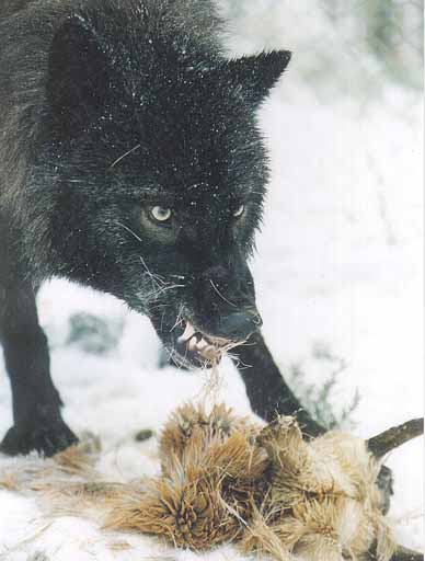guard-Gray Wolf black-protecting prey-closeup.jpg