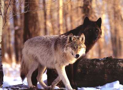 loup-Gray Wolf-wolves-noraml and black.jpg