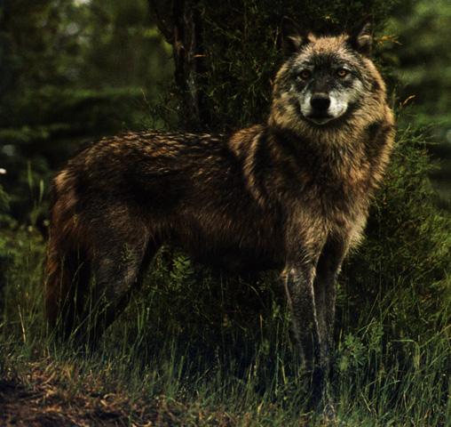 Nothern Gray Wolf-Portrait-Black Fur.jpg